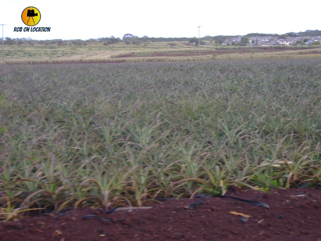 Pineapple fields in Blue Hawaii