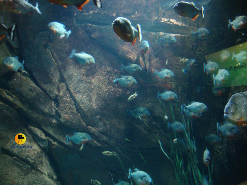 Georgia Aquarium in Atlanta