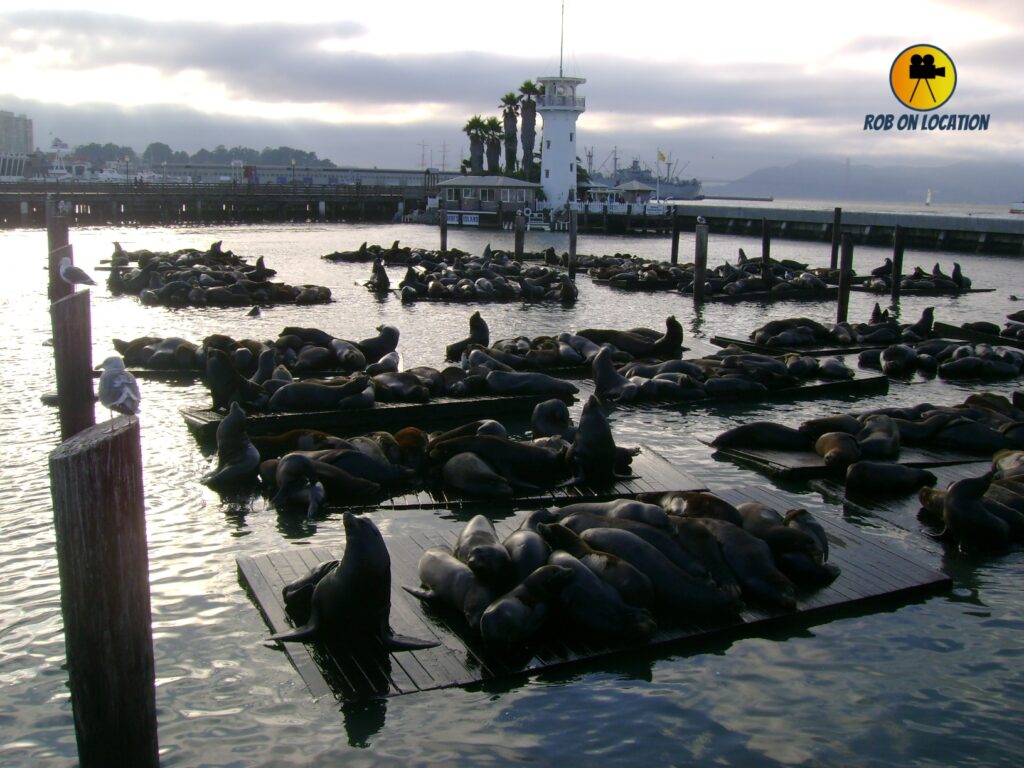 San Francisco sea lions